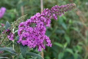 Buddleja davidii 'Border Beauty' C2