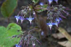 Trachystemon orientalis P9 - afbeelding 1