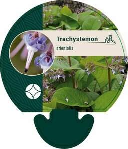 Trachystemon orientalis P9 - afbeelding 2