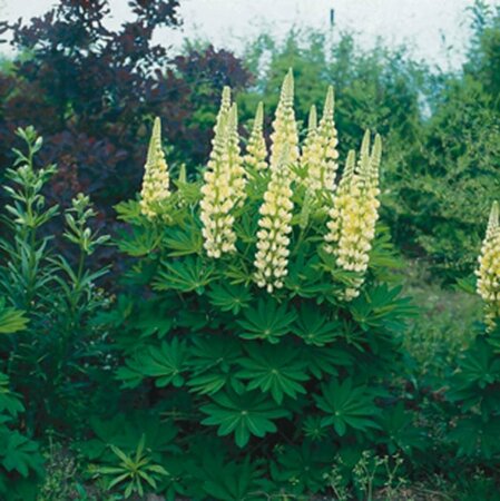 Lupinus 'Gallery Yellow' P9 - afbeelding 2