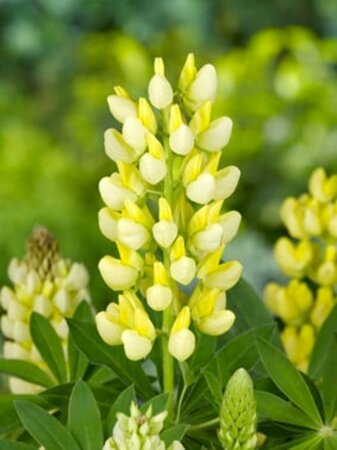 Lupinus 'Gallery Yellow' P9 - afbeelding 3