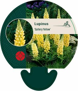 Lupinus 'Gallery Yellow' P9 - afbeelding 1