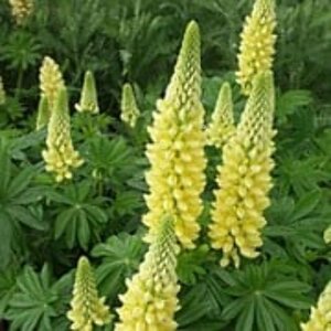 Lupinus 'Gallery Yellow' P9 - afbeelding 4