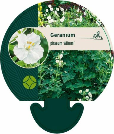 Geranium phaeum 'Album' P9 - afbeelding 2