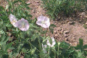 Geranium phaeum 'Album' P9 - afbeelding 1