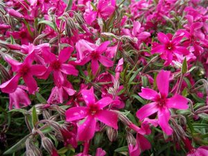 Phlox subulata 'Scarlet Flame' P9 - afbeelding 1