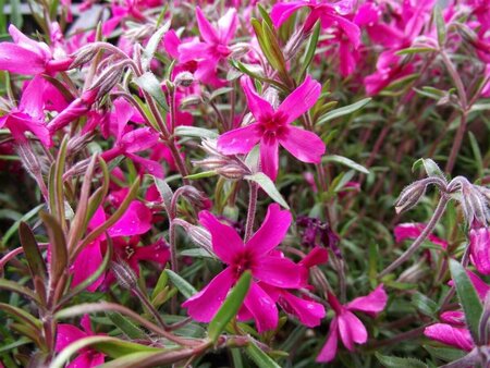 Phlox subulata 'Scarlet Flame' P9 - afbeelding 2