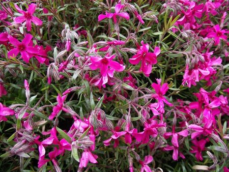 Phlox subulata 'Scarlet Flame' P9 - afbeelding 3