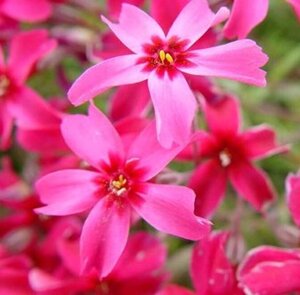 Phlox subulata 'Scarlet Flame' P9 - afbeelding 4