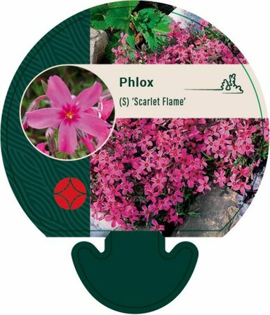 Phlox subulata 'Scarlet Flame' P9 - afbeelding 5