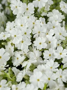 Phlox subulata 'Maischnee' P9 - afbeelding 1