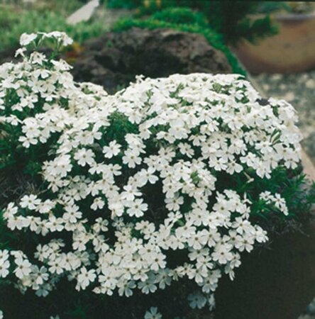 Phlox subulata 'Maischnee' P9 - afbeelding 2