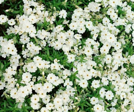 Phlox subulata 'Maischnee' P9 - afbeelding 5