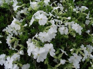 Phlox subulata 'Maischnee' P9 - afbeelding 3