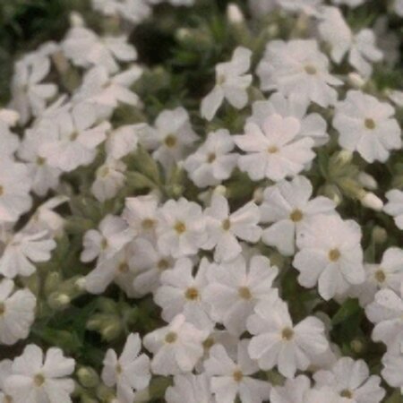 Phlox subulata 'Maischnee' P9 - afbeelding 4