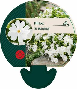 Phlox subulata 'Maischnee' P9 - afbeelding 6