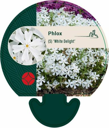 Phlox (S) 'White Delight' P9