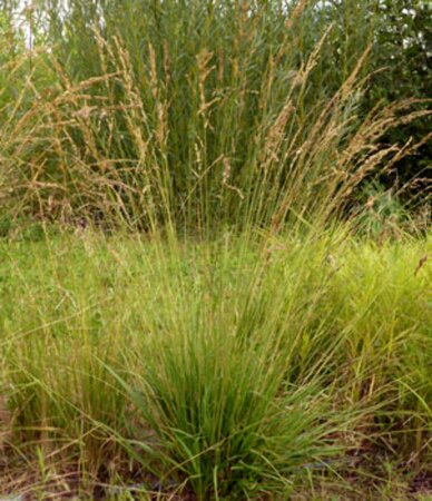 Molinia caerulea 'Poul Petersen' P9 - afbeelding 2