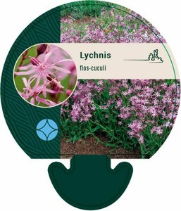 Lychnis flos-cuculi P9 - afbeelding 2