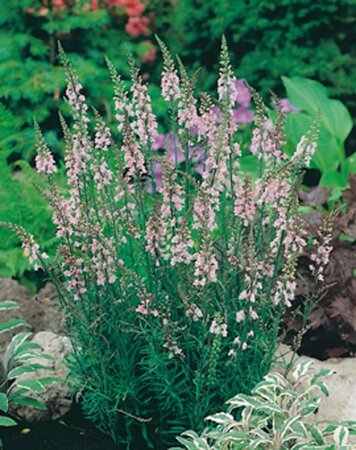 Linaria purpurea 'Canon J. Went' P9 - afbeelding 2