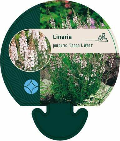 Linaria purpurea 'Canon J. Went' P9 - afbeelding 1