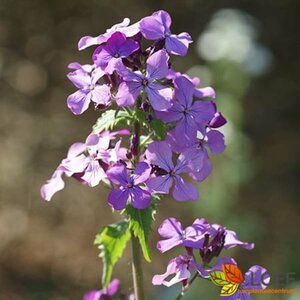 Lunaria annua P9 - afbeelding 1