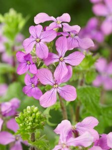 Lunaria annua P9 - afbeelding 2