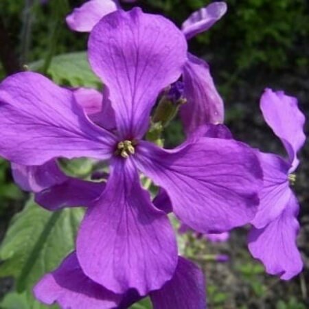 Lunaria annua P9 - afbeelding 3