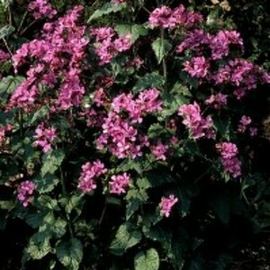 Lunaria annua P9 - afbeelding 4