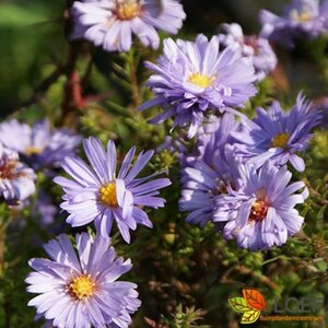 Aster dumosus 'Lady in Blue' P9 - afbeelding 1