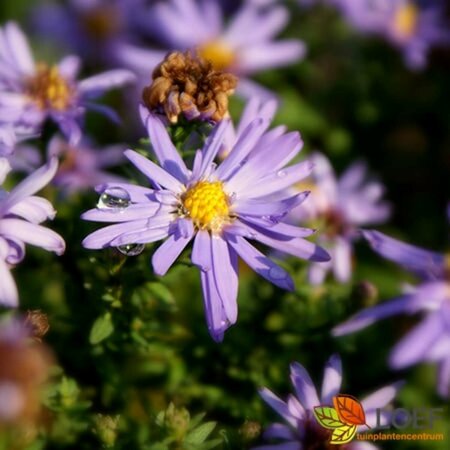 Aster dumosus 'Lady in Blue' P9 - afbeelding 2