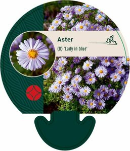 Aster dumosus 'Lady in Blue' P9 - afbeelding 3