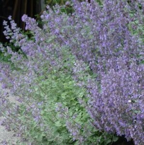 Nepeta 'Dropmore' P9