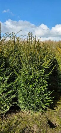 Taxus baccata 200/225 KL. - afbeelding 16