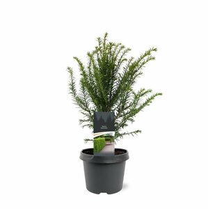 Taxus baccata 200/225 KL. - afbeelding 6