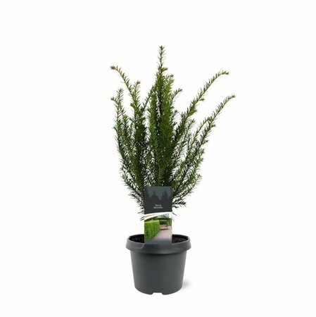 Taxus baccata 200/225 KL. - afbeelding 5