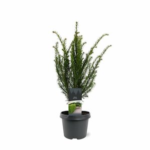 Taxus baccata 200/225 KL. - afbeelding 5