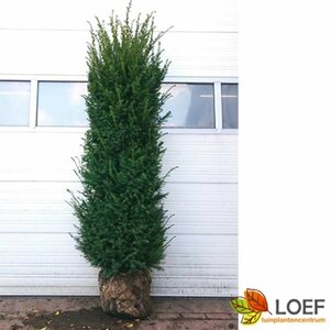 Taxus baccata 200/225 KL. - afbeelding 15