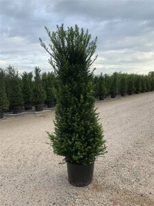 Taxus baccata 200/225 KL. - afbeelding 7