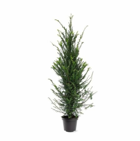 Taxus baccata 200/225 KL. - afbeelding 8