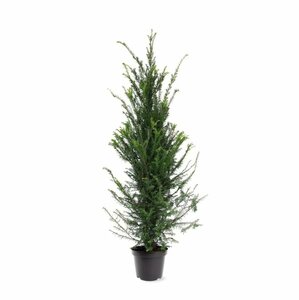 Taxus baccata 200/225 KL. - afbeelding 8