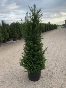 Taxus baccata 200/225 KL. - afbeelding 10