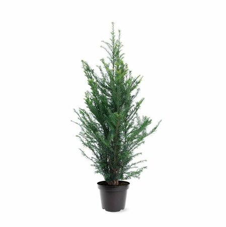 Taxus baccata 200/225 KL. - afbeelding 11