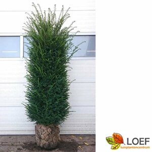 Taxus baccata 200/225 KL. - afbeelding 14