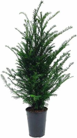 Taxus baccata 200/225 KL. - afbeelding 12