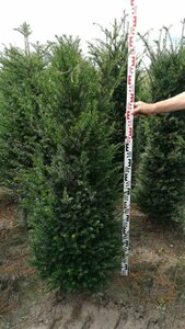 Taxus baccata 200/225 KL. - afbeelding 2