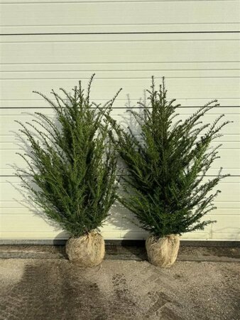 Taxus baccata 200/225 KL. - afbeelding 4