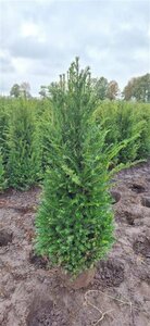 Taxus baccata 200/225 KL. - afbeelding 3