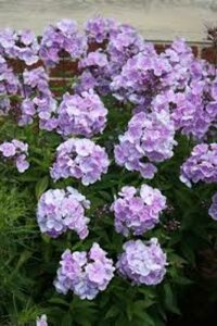 Phlox paniculata 'Franz Schubert' P9 - afbeelding 1