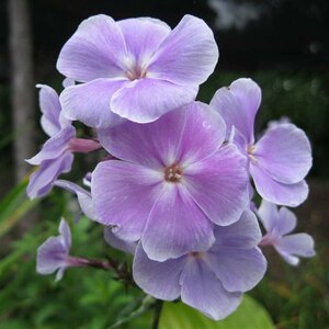 Phlox paniculata 'Franz Schubert' P9 - afbeelding 2